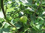 Figs-- Wikicommons